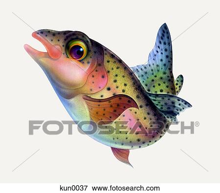 Stock Illustration - A Rainbow trout. Fotosearch