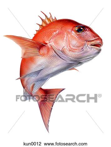A Red Sea-bream View Large Illustration Drawing - A Red Sea-bream. Fotosearch