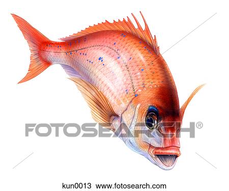 A Red Sea-bream View Large Illustration Drawing - A Red Sea-bream. Fotosearch