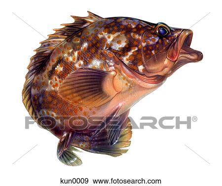 A Redspotted grouper View Large Illustration Stock Illustration - A Redspotted grouper. Fotosearch