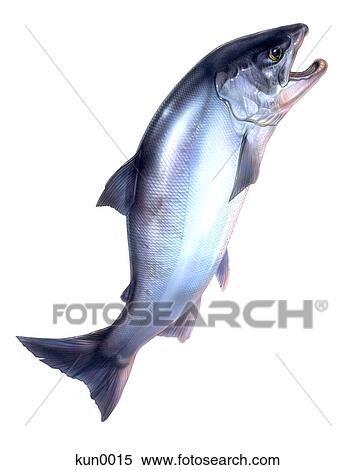 A Salmon View Large Illustration Stock Illustration - A Salmon. Fotosearch