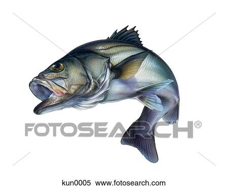 A Seabass View Large Illustration Stock Illustration - A Seabass. Fotosearch