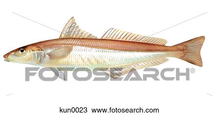 A Smelt fish View Large Illustration Drawing - A Smelt fish. Fotosearch