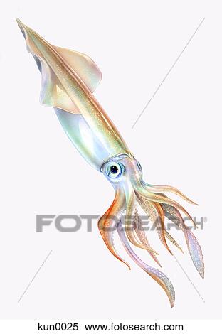 A Swordtip squid View Large Illustration Stock Illustration - A Swordtip squid. Fotosearch