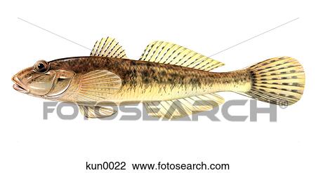 A Yellow goby View Large Illustration Drawing - A Yellow goby. Fotosearch