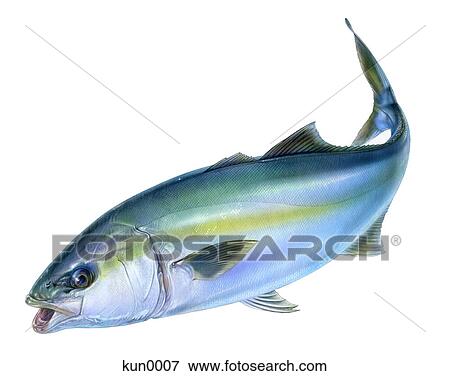 A Yellowtail fish View Large Illustration Stock Illustration - A Yellowtail fish. Fotosearch
