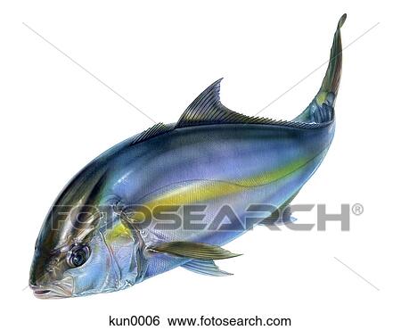An Amberjack View Large Illustration Stock Illustration - An Amberjack. Fotosearch