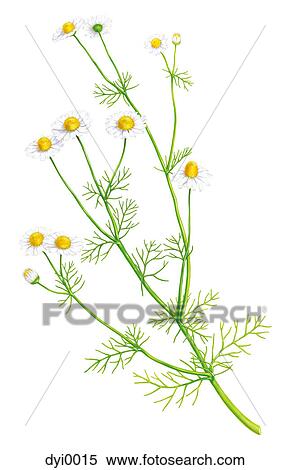 An illustration of a chamomile plant View Large Illustration Stock Illustration - An illustration of a chamomile plant. Fotosearch