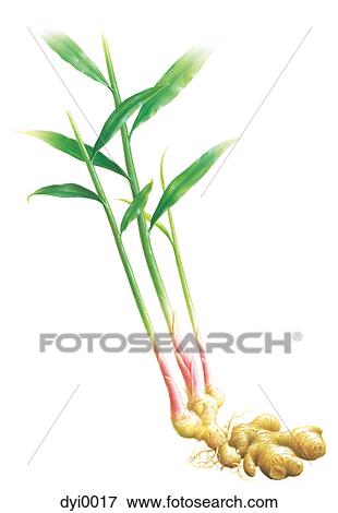 Stock Illustration - An illustration of a ginger plant. Fotosearch
