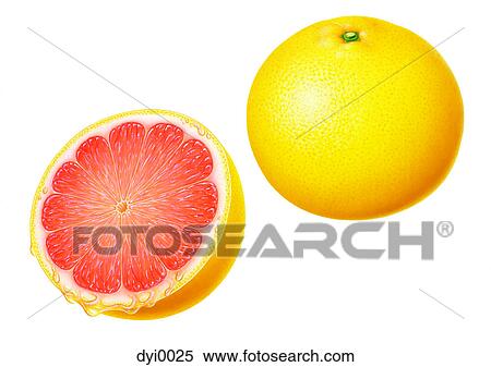 Stock Illustration - An illustration of a grapefruit whole and halved. Fotosearch