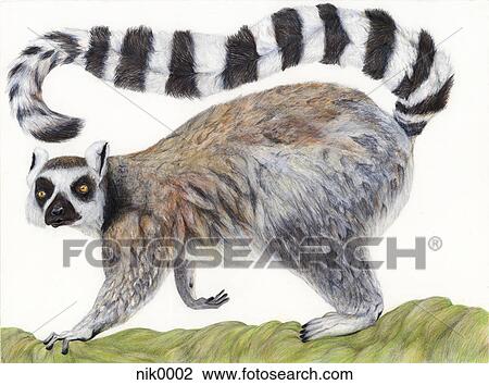 An illustration of a Lemur View Large Illustration Drawing - An illustration of a Lemur. Fotosearch