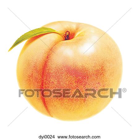 An illustration of a peach View Large Illustration Stock Illustration - An illustration of a peach. Fotosearch