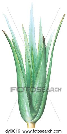 An illustration of an aloe vera plant View Large Illustration Stock Illustration - An illustration of an aloe vera plant. Fotosearch