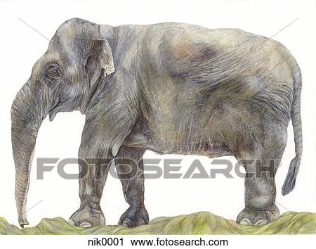 An illustration of an Elephant View Large Illustration Clip Art - An illustration of an Elephant. Fotosearch