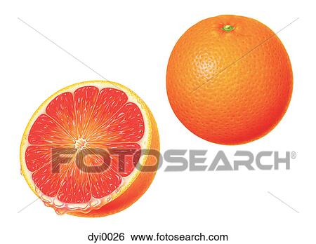 Stock Illustration - An illustration of an orange whole and halved. Fotosearch