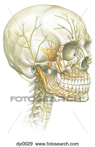 Stock Illustration - An illustration of human skull and nerve system. Fotosearch
