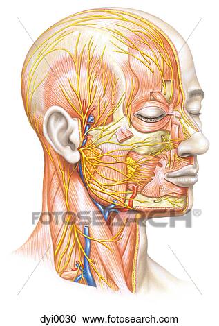 An illustration of the muscles and ligaments in a human face View Large Illustration Clipart - An illustration of the muscles and ligaments in a human face. Fotosearch