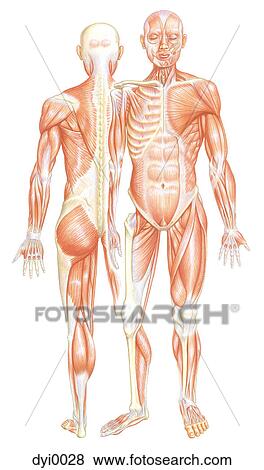 An illustration with front and back views of a human muscular system View Large Illustration Stock Illustration - An illustration with front and back views of a human muscular system. Fotosearch