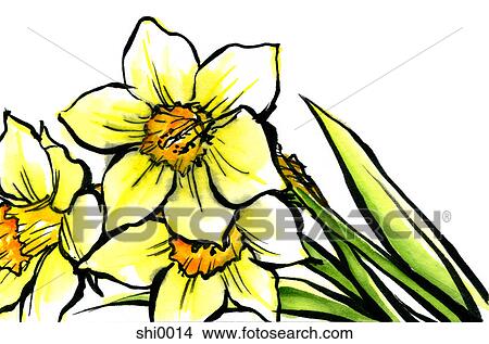 Stock Illustration - Daffodils. Fotosearch