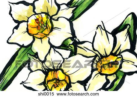 Daffodils View Large Illustration Stock Illustration - Daffodils. Fotosearch
