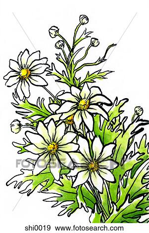 Stock Illustration - Daisies. Fotosearch