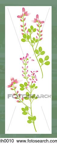 Illustration of a plant with pink flowers View Large Illustration Clipart - Illustration of a plant with pink flowers. Fotosearch
