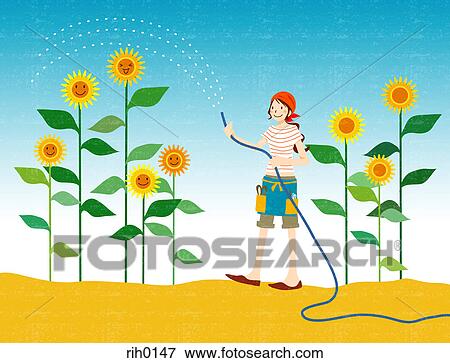 Illustration of a young woman watering large sun flowers View Large Illustration Stock Illustration - Illustration of a young woman watering large sun flowers. Fotosearch