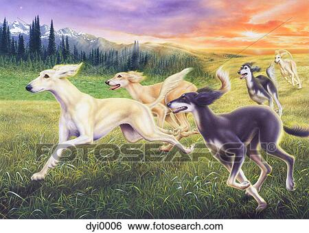 Saluki hounds running through a field View Large Illustration Stock Illustration - Saluki hounds running through a field. Fotosearch