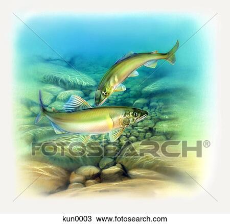 Sweet fish View Large Illustration Drawing - Sweet fish. Fotosearch