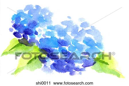 Two blue Hydrangeas View Large Illustration Clip Art - Two blue Hydrangeas. Fotosearch
