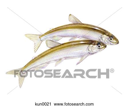 Two Smelt fish View Large Illustration Clip Art - Two Smelt fish. Fotosearch