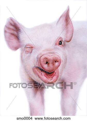 豚 まばたき 目 イラスト Smo0004 Fotosearch