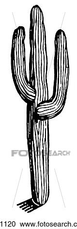 A black and white version of a vintage cactus View Large Illustration Clipart - A black and white version of a vintage cactus. Fotosearch