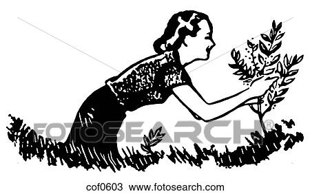 Drawing - A black and white version of a woman tending a small tree. Fotosearch