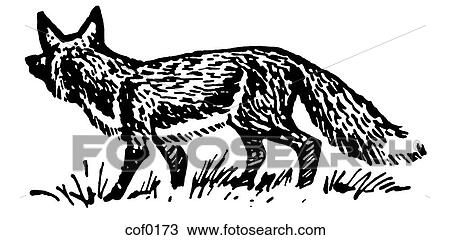 Drawing - A black and white version of an illustration of a prowling fox. Fotosearch