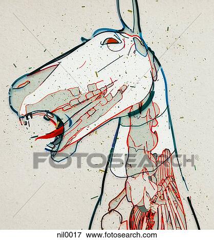 Stock Illustration - A drawing of a horses head with a view of muscle, tendons and bones. Fotosearch