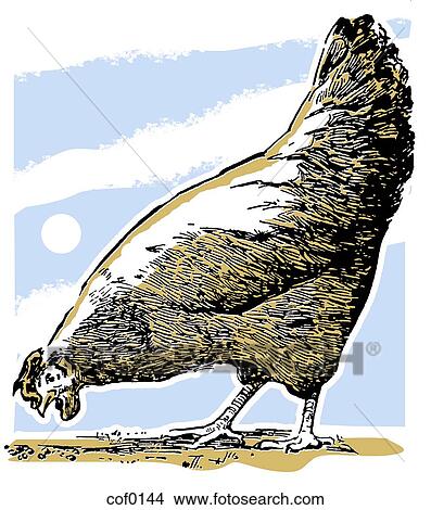 Stock Illustration - A hen eating pallets from the ground. Fotosearch