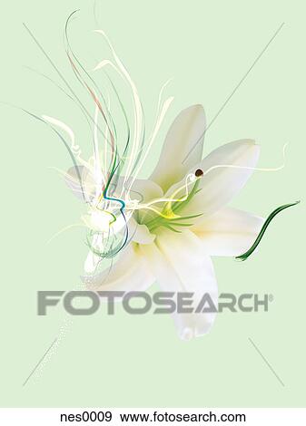 Stock Illustration - A single Lily with decorative swirling lines on top of a pastel green background. Fotosearch