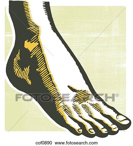 A vintage print of a foot View Large Illustration Clipart - A vintage print of a foot. Fotosearch