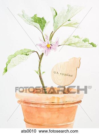 A watercolor painting of a pot plant View Large Illustration Clipart - A watercolor painting of a pot plant. Fotosearch