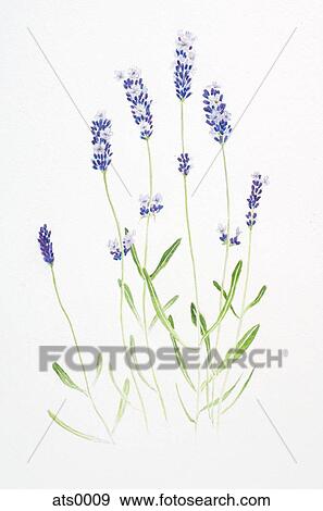 Stock Illustration - A watercolor painting of stems of lavender. Fotosearch