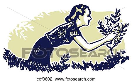 Drawing - A woman tending a small tree. Fotosearch