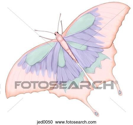 Clipart - An illustration of a beautiful butterfly. Fotosearch