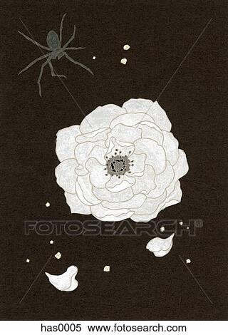 An illustration of a white flower and spider View Large Illustration Stock Illustration - An illustration of a white flower and spider. Fotosearch