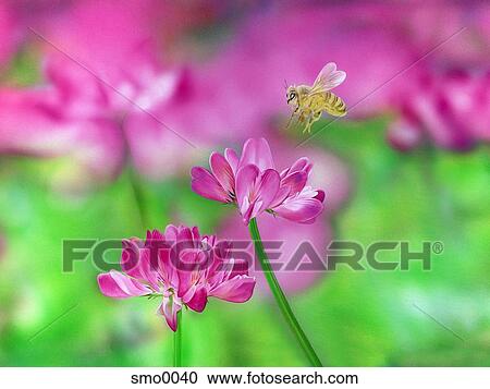 Bee flying above purple flowers View Large Illustration Clipart - Bee flying above purple flowers. Fotosearch
