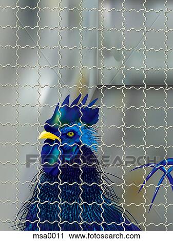 Clip Art - Blue rooster behind fence. Fotosearch