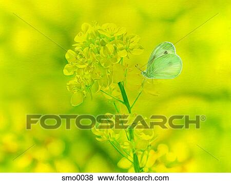 Butterfly with heart shaped wings on canola plant View Large Illustration Stock Illustration - Butterfly with heart shaped wings on canola plant. Fotosearch
