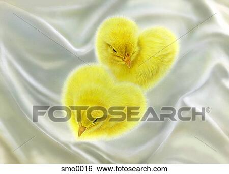 Stock Illustration - Chicks forming heart shape on white silk. Fotosearch