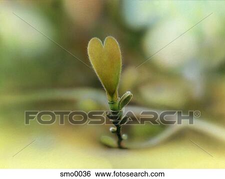 Close-up of heart shaped leaf View Large Illustration Stock Illustration - Close-up of heart shaped leaf. Fotosearch