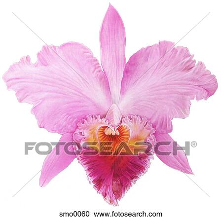 Forme Coeur Fleur Rose Contre Fond Blanc Clipart